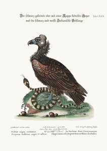 El buitre negro crestado o copetudo, y la serpiente india blanca y negra, 1749-73